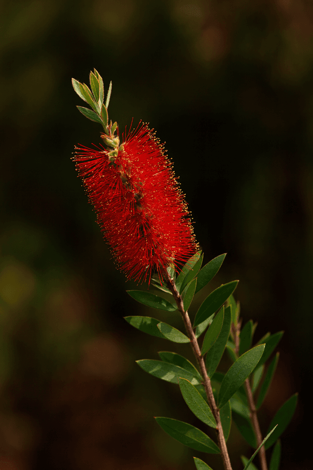 Fiery Bottlebrush
