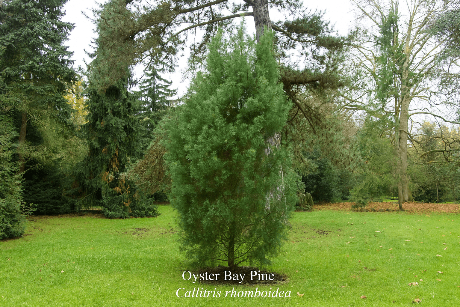 Oyster Bay Pine