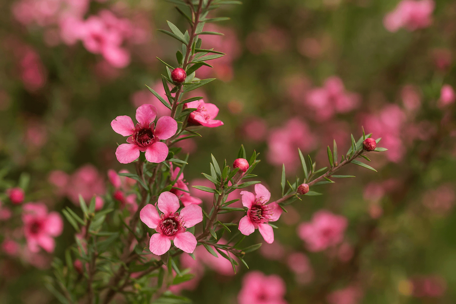Pink Tea Tree