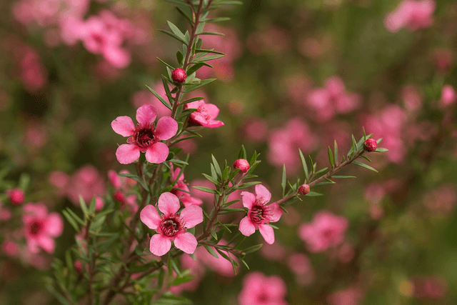 Pink Tea Tree
