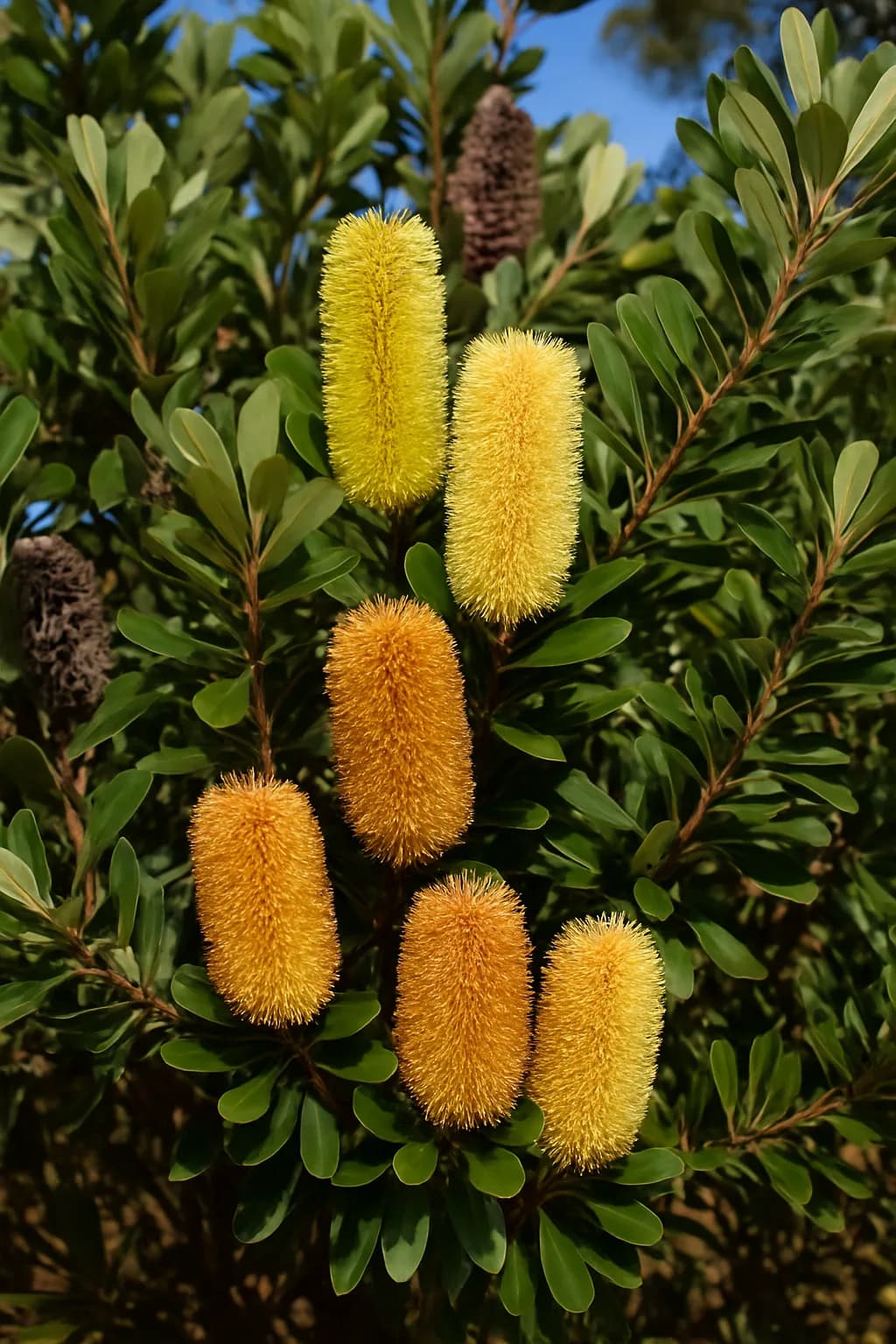 Sand Banksia (Banksia arenaria)