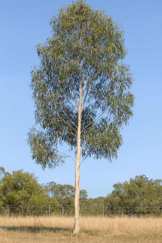 Tasmanian Blue Gum