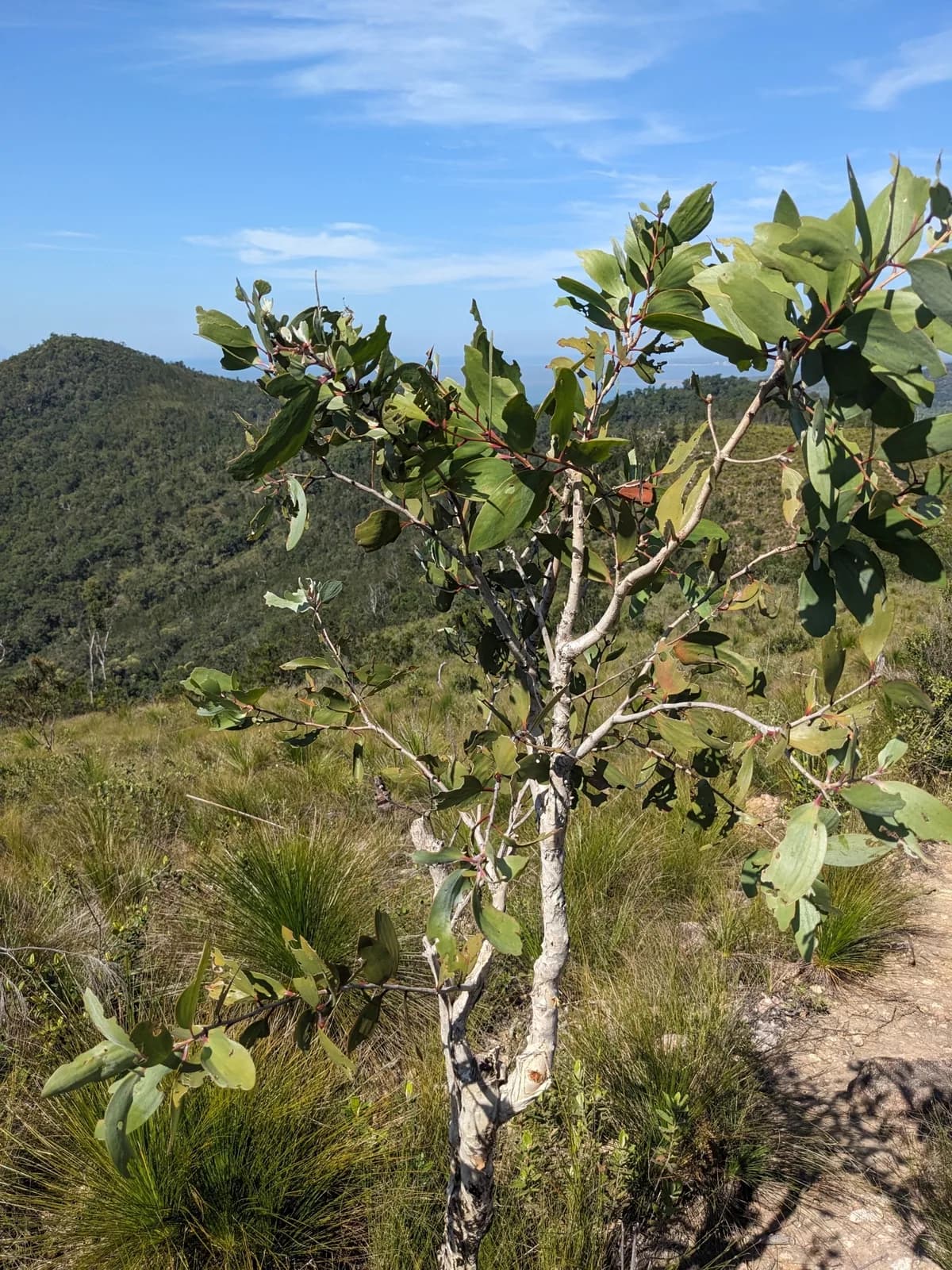 Weeping Paperbark