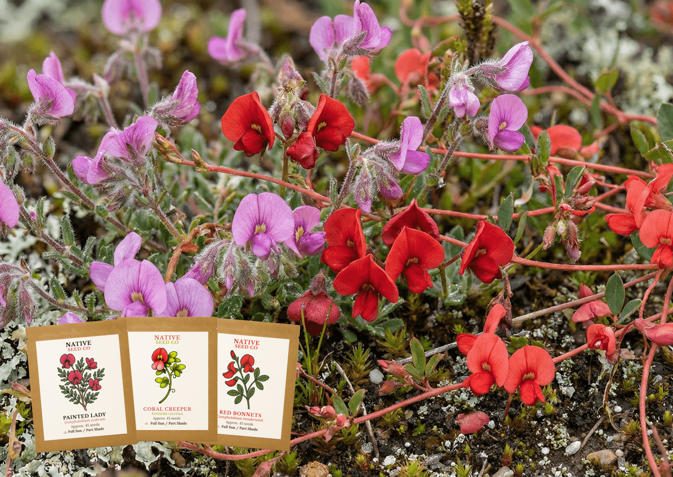 The Butterfly Bundle