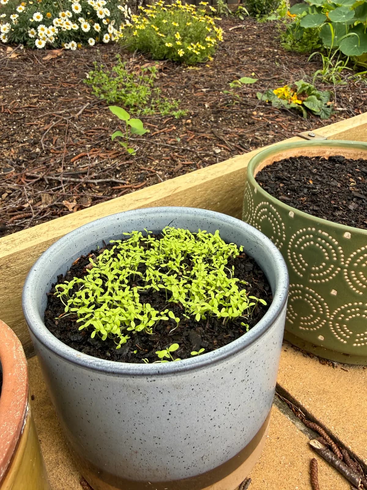 Swan River Daisy seedlings filling a blue pot, around ten days after sowing