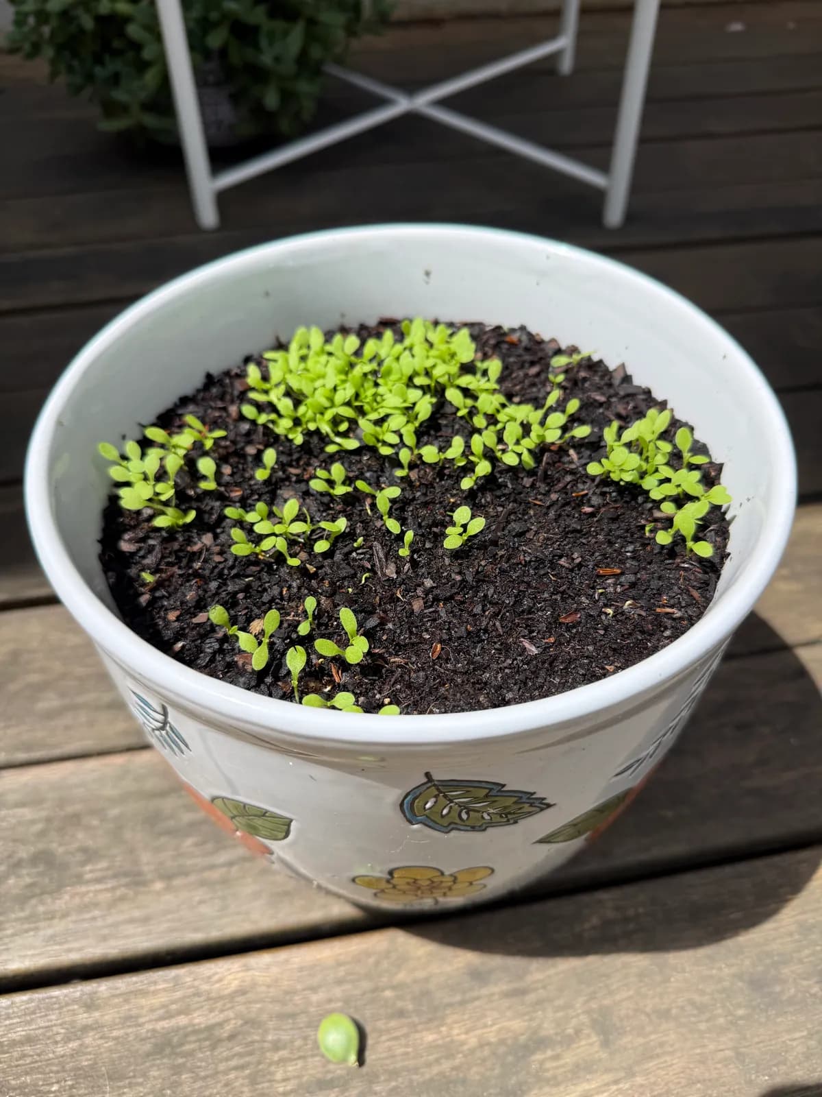 Everlasting seedlings coming up across a white glazed pot