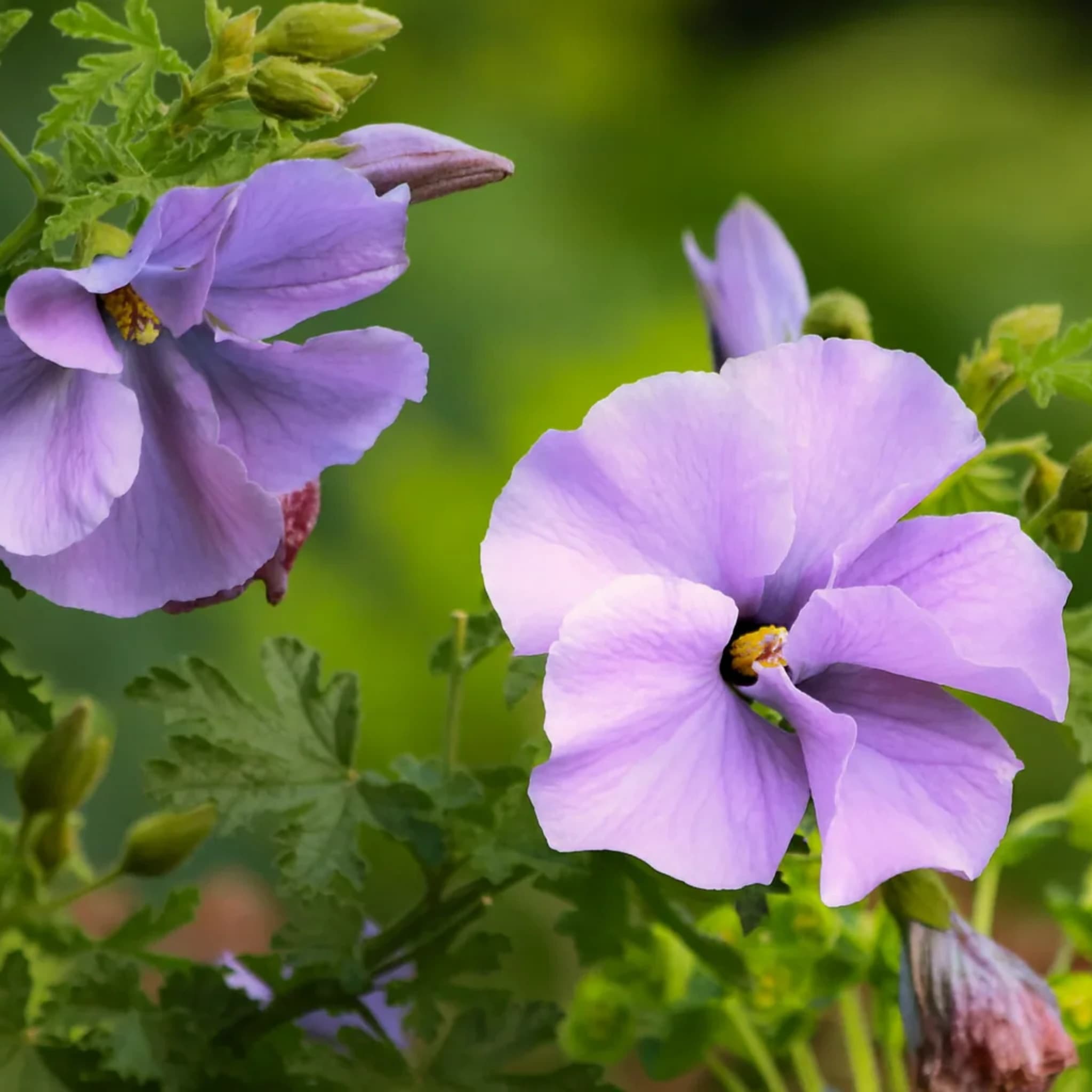 Purple Hibiscus — silk-petalled rose-purple bloom