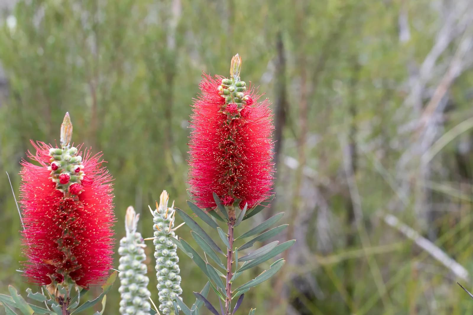 Albany Bottlebrush view 2