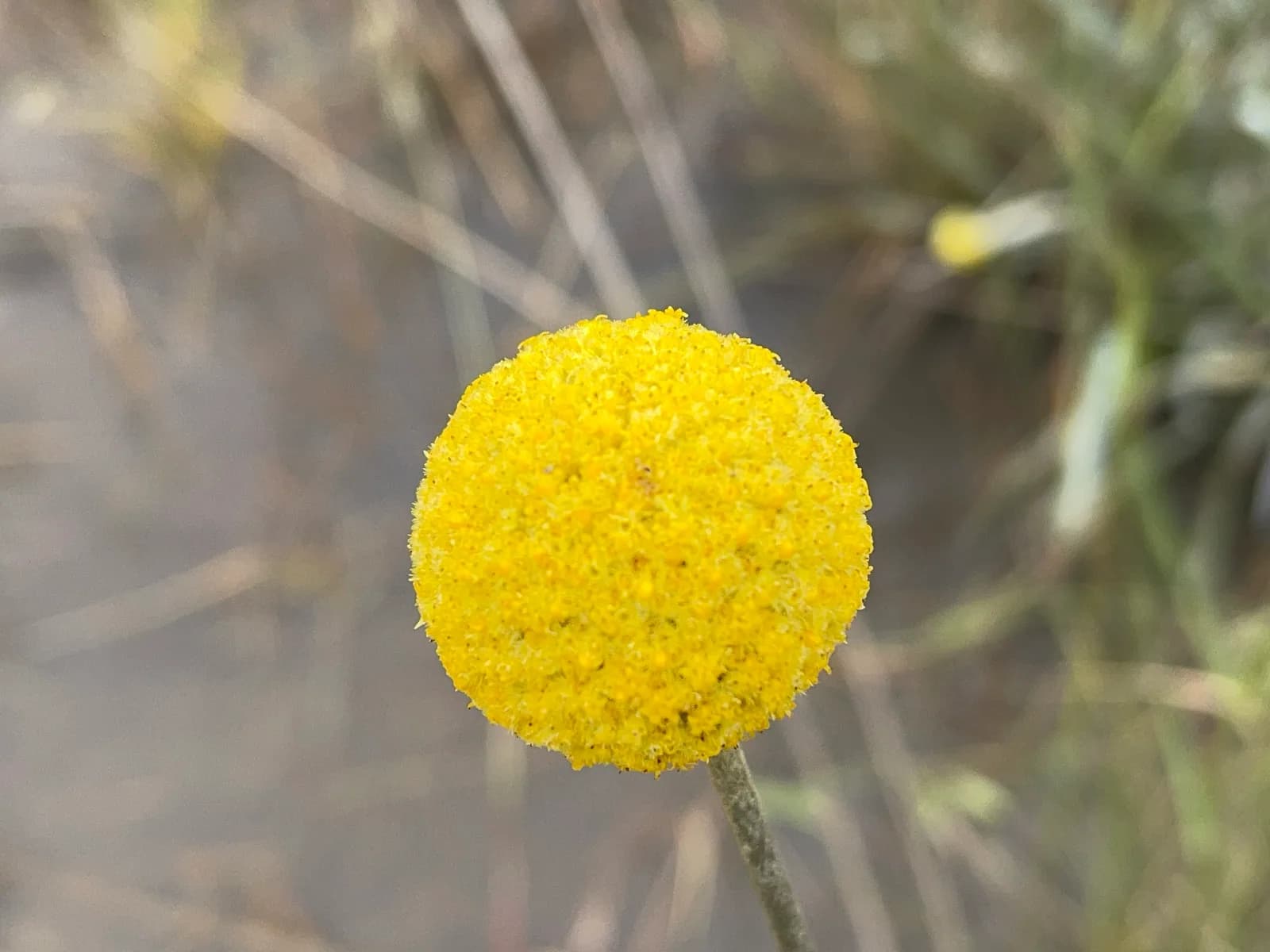 Billy Buttons