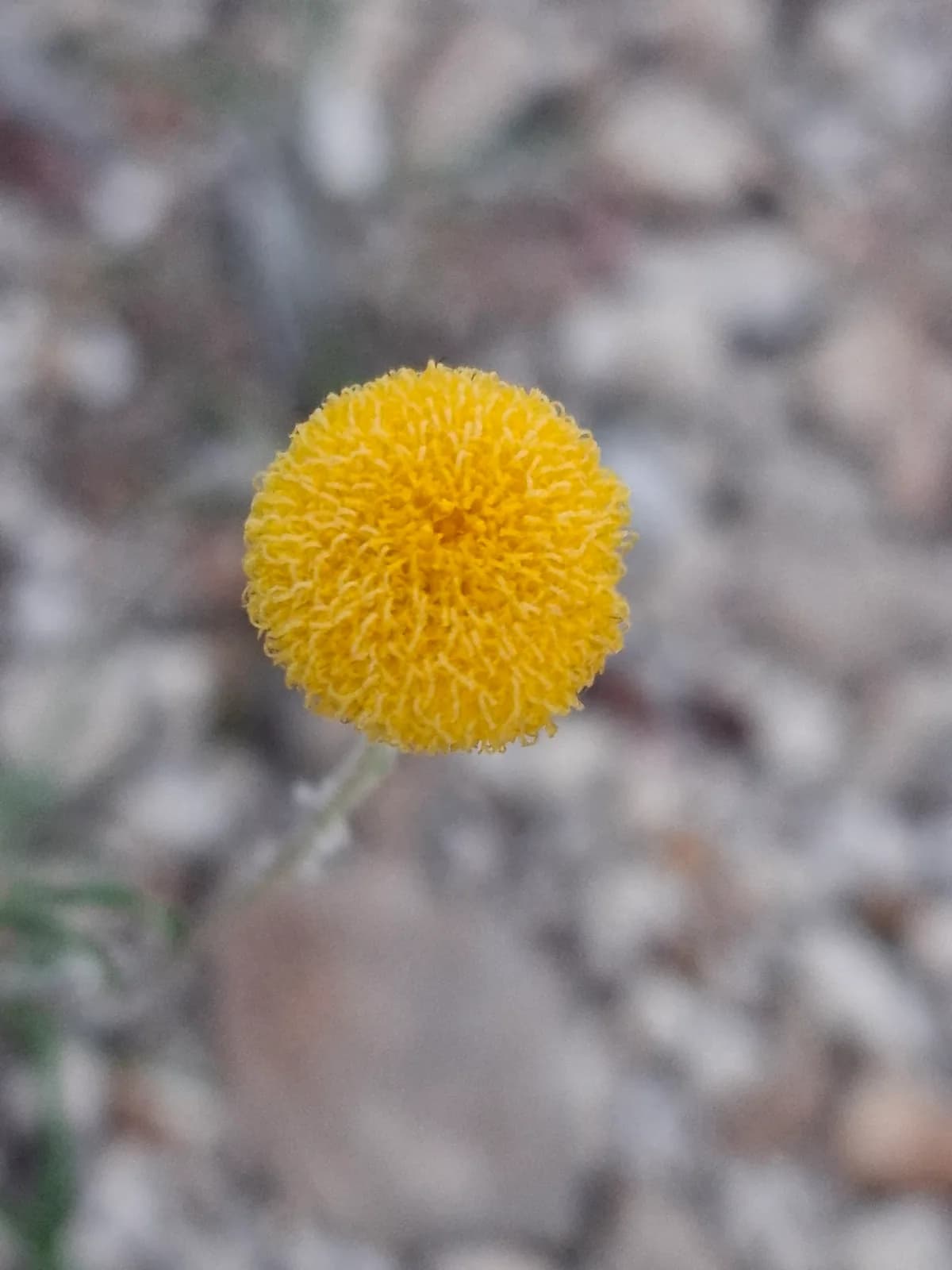 Billy Buttons view 2