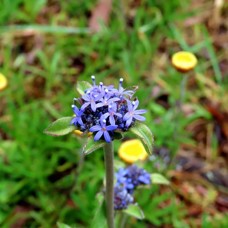 Blue Pincushion view 2