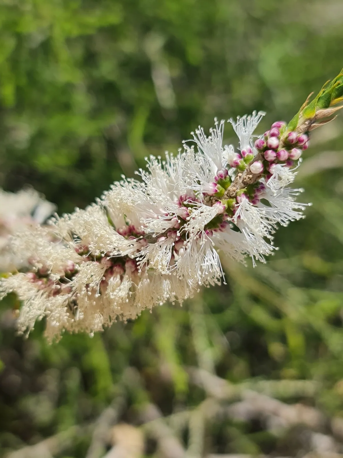 Chenille Honey Myrtle — honey-scented white spikes