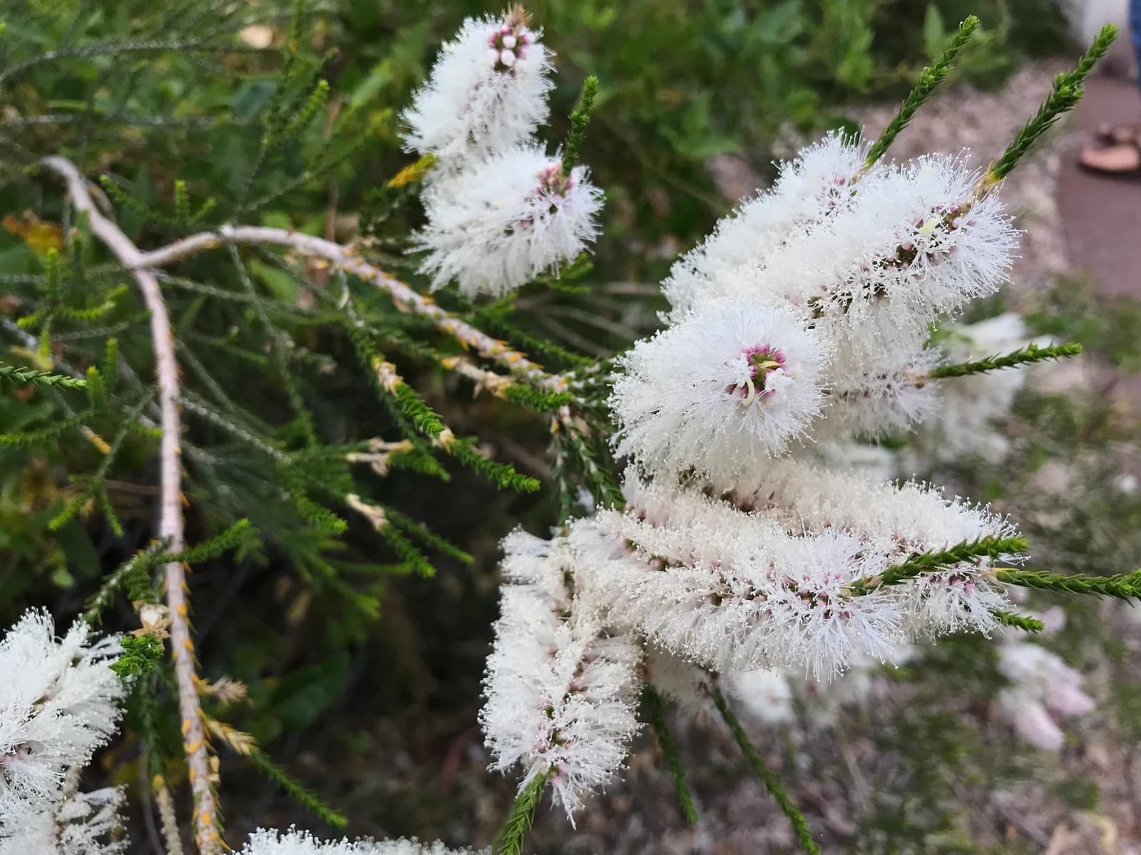 Chenille Honey Myrtle view 2