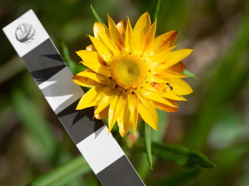 Dwarf Strawflowers view 2
