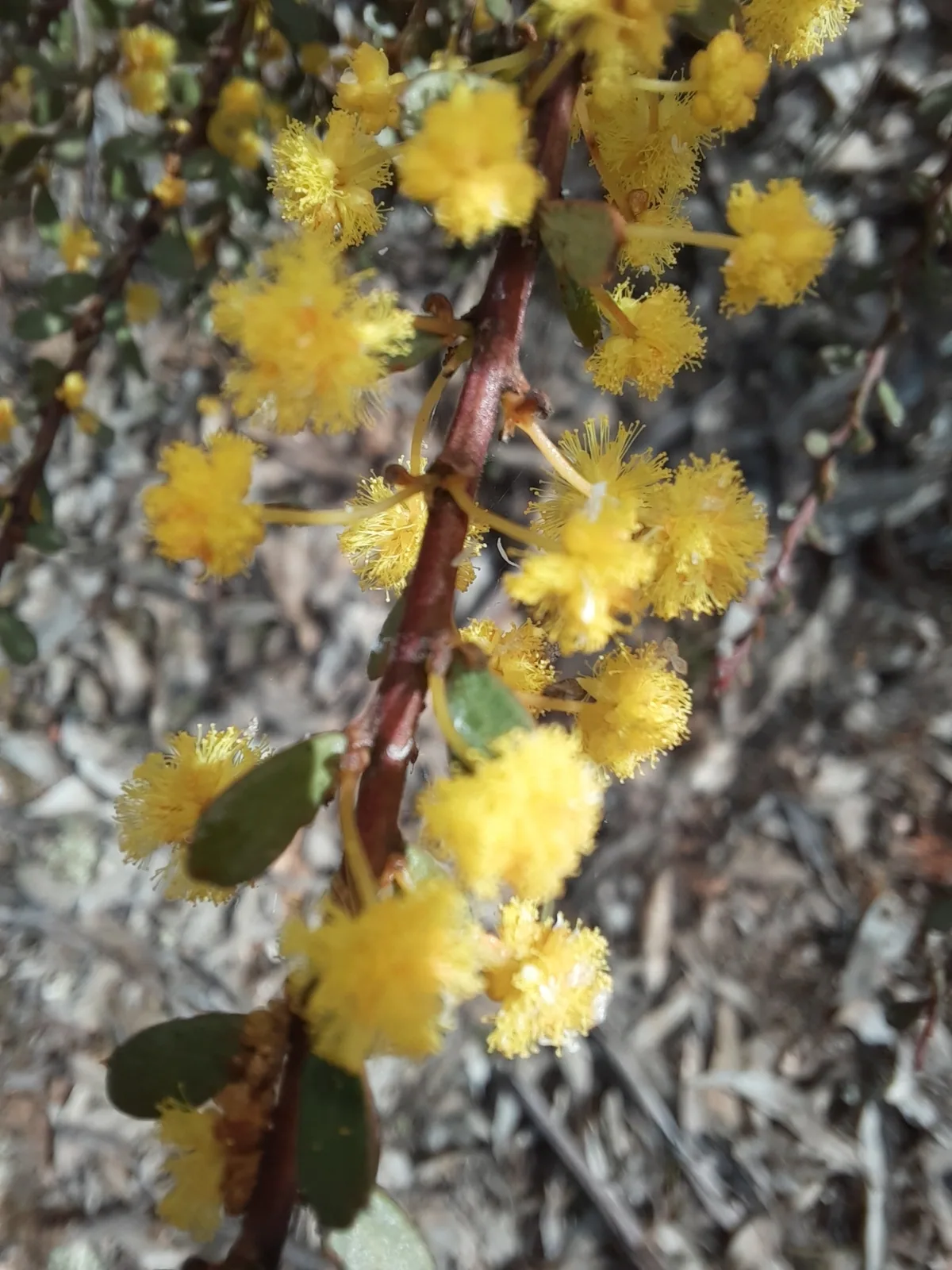 Gold Dust Wattle view 2