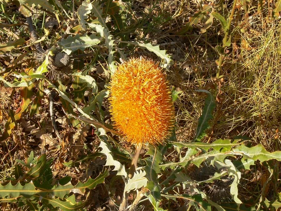Golden Banksia view 2