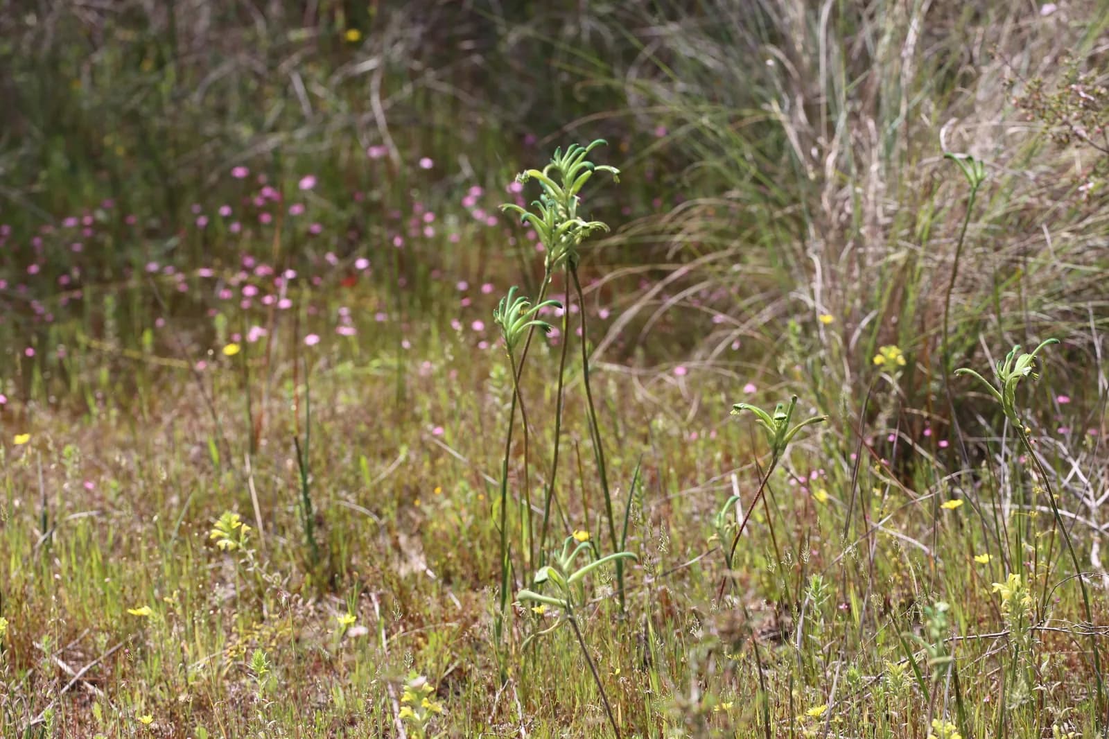 Red & Green Kangaroo Paw view 2