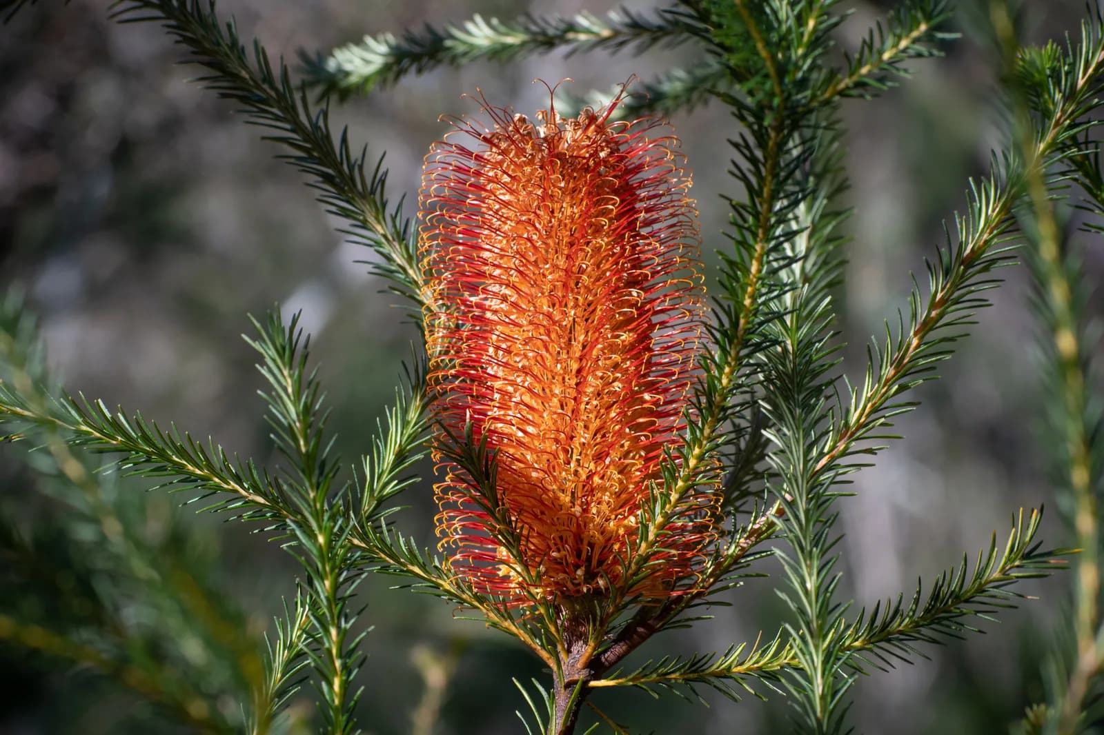 Heath-Leaved Banksia