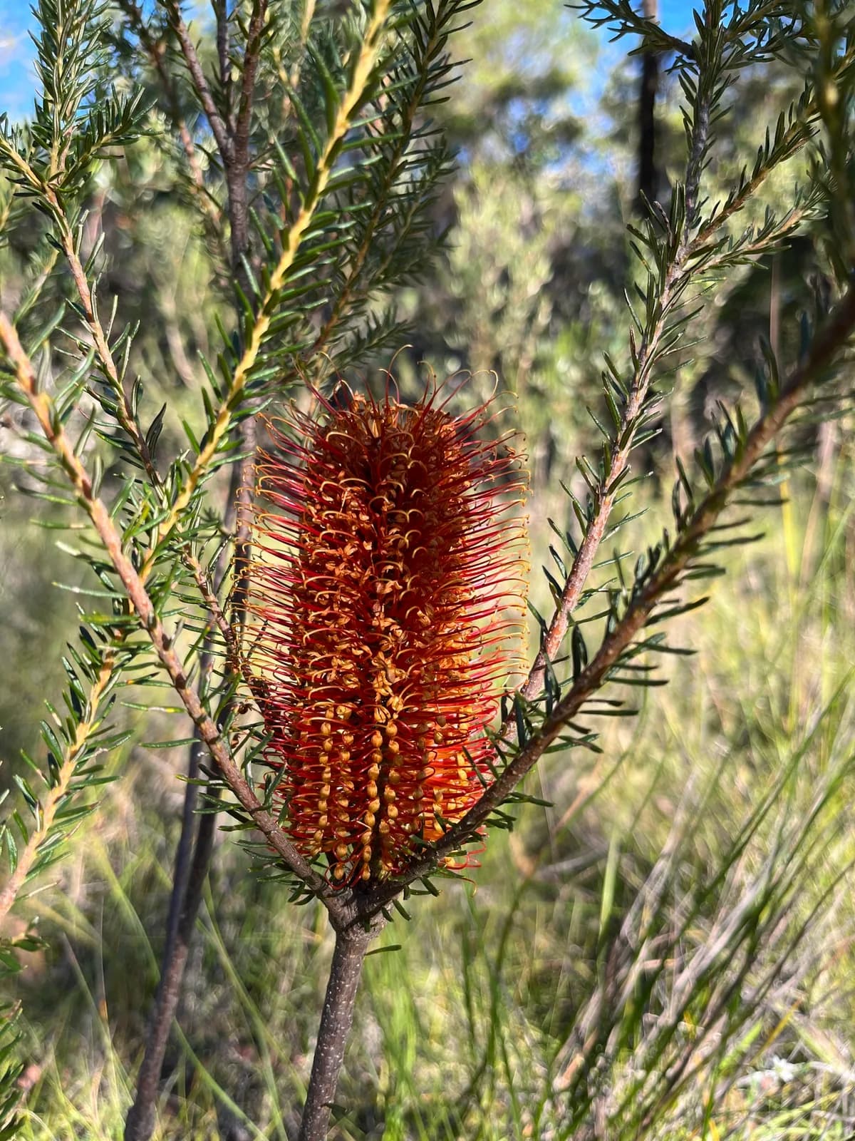Heath-Leaved Banksia view 2
