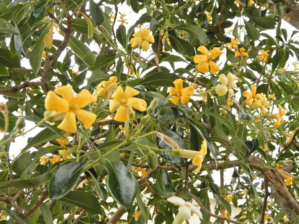 Native Frangipani in flower — cream and gold blooms through a canopy of glossy leaves