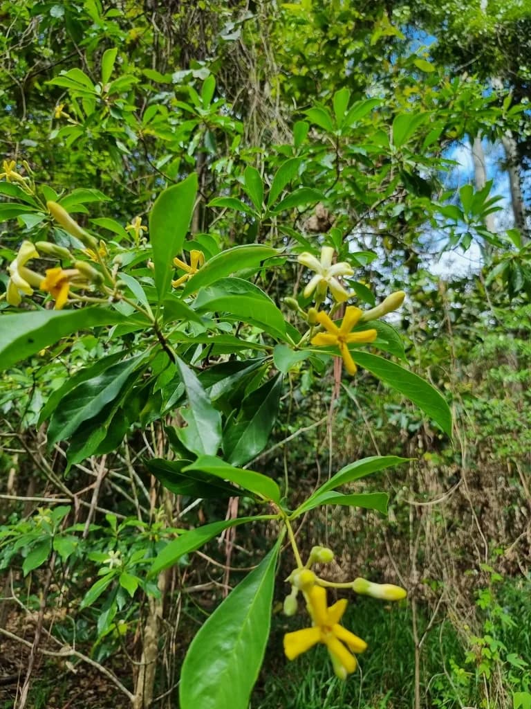 Native Frangipani view 2