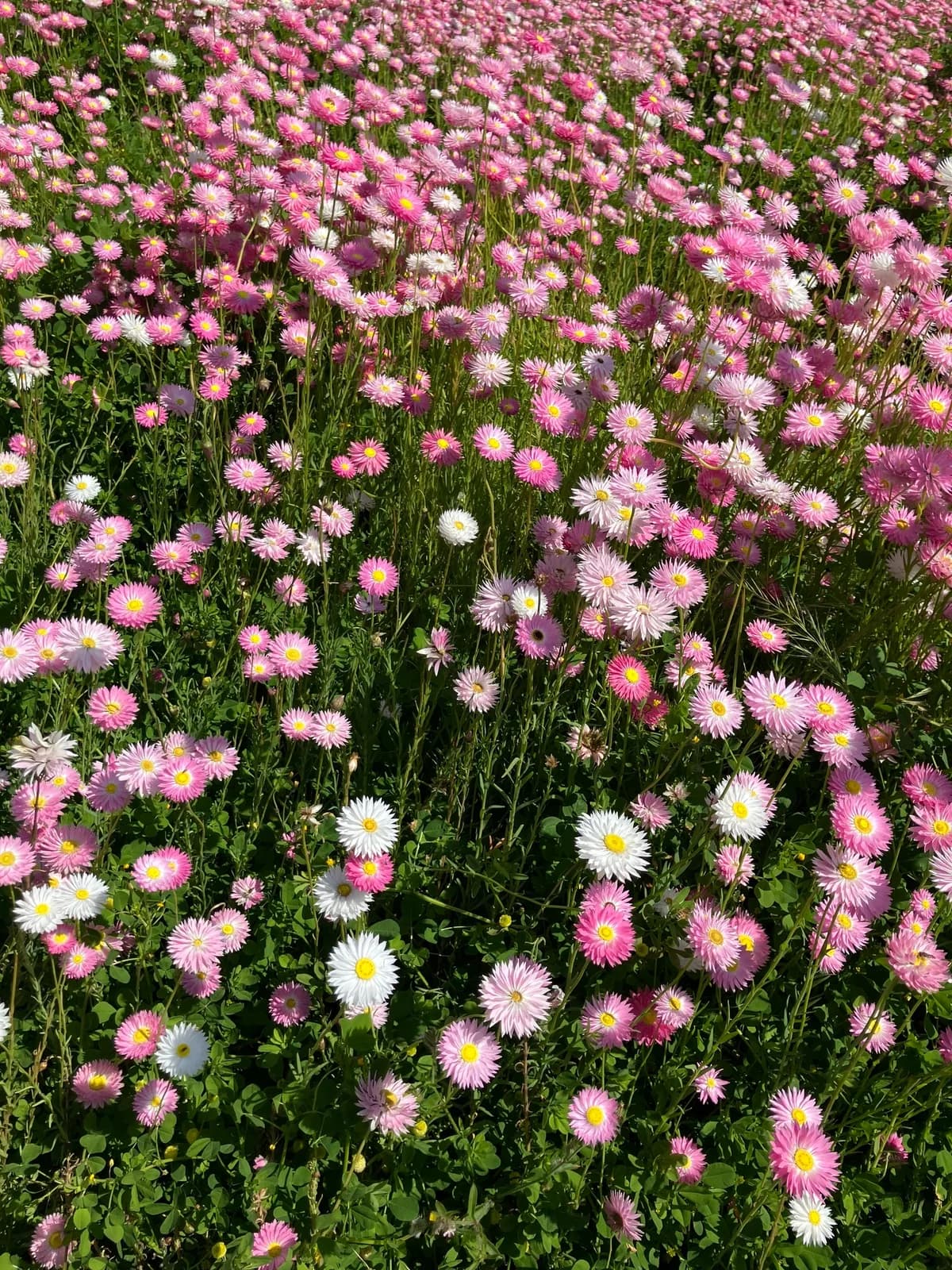 Pink & White Everlastings view 2