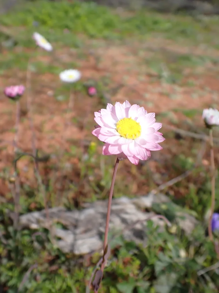 Pink & White Everlastings view 3