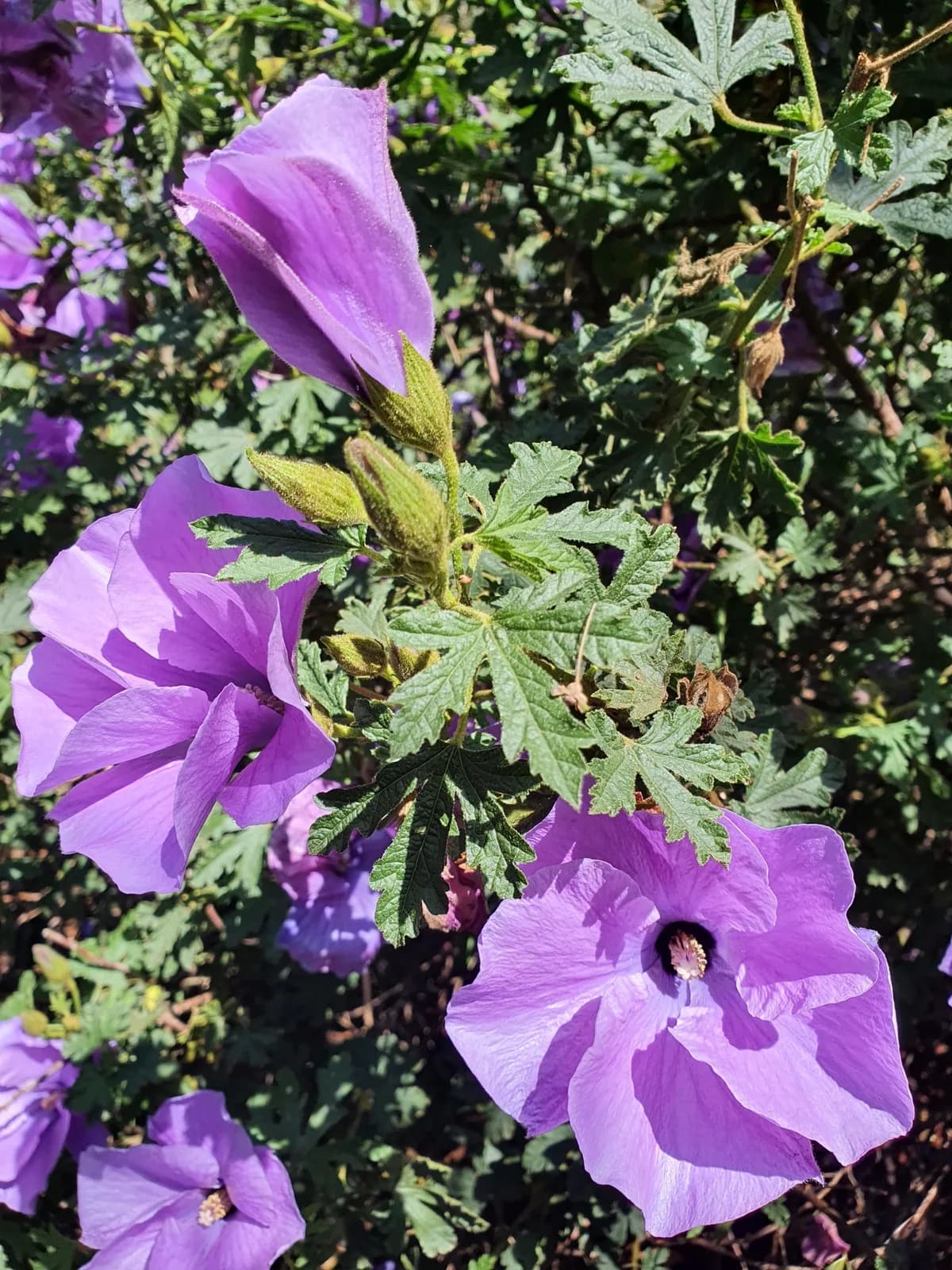 Purple Hibiscus view 2