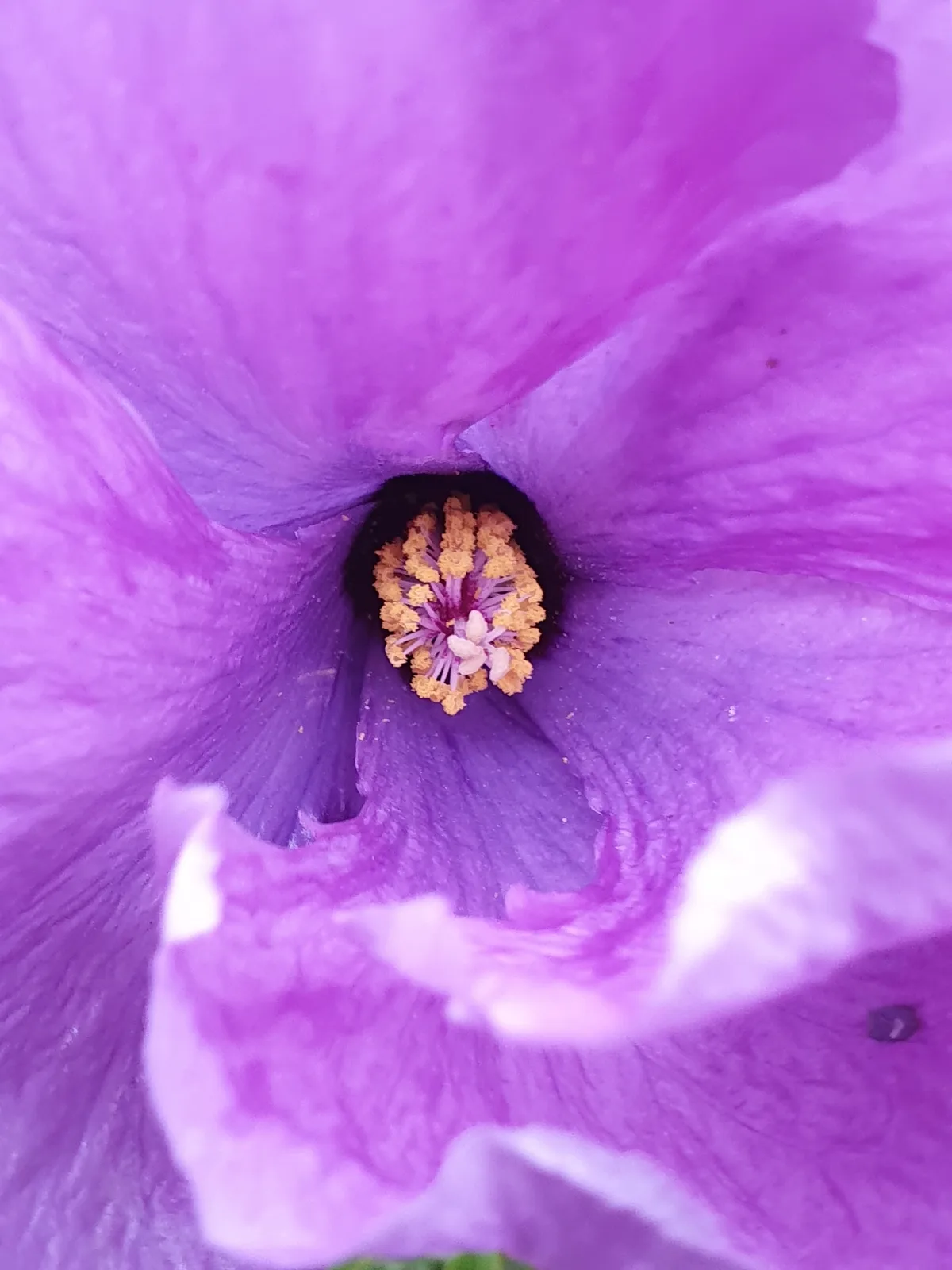 Purple Hibiscus view 3
