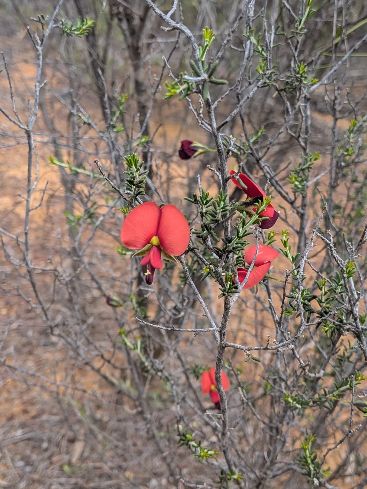 Red Bonnets view 2