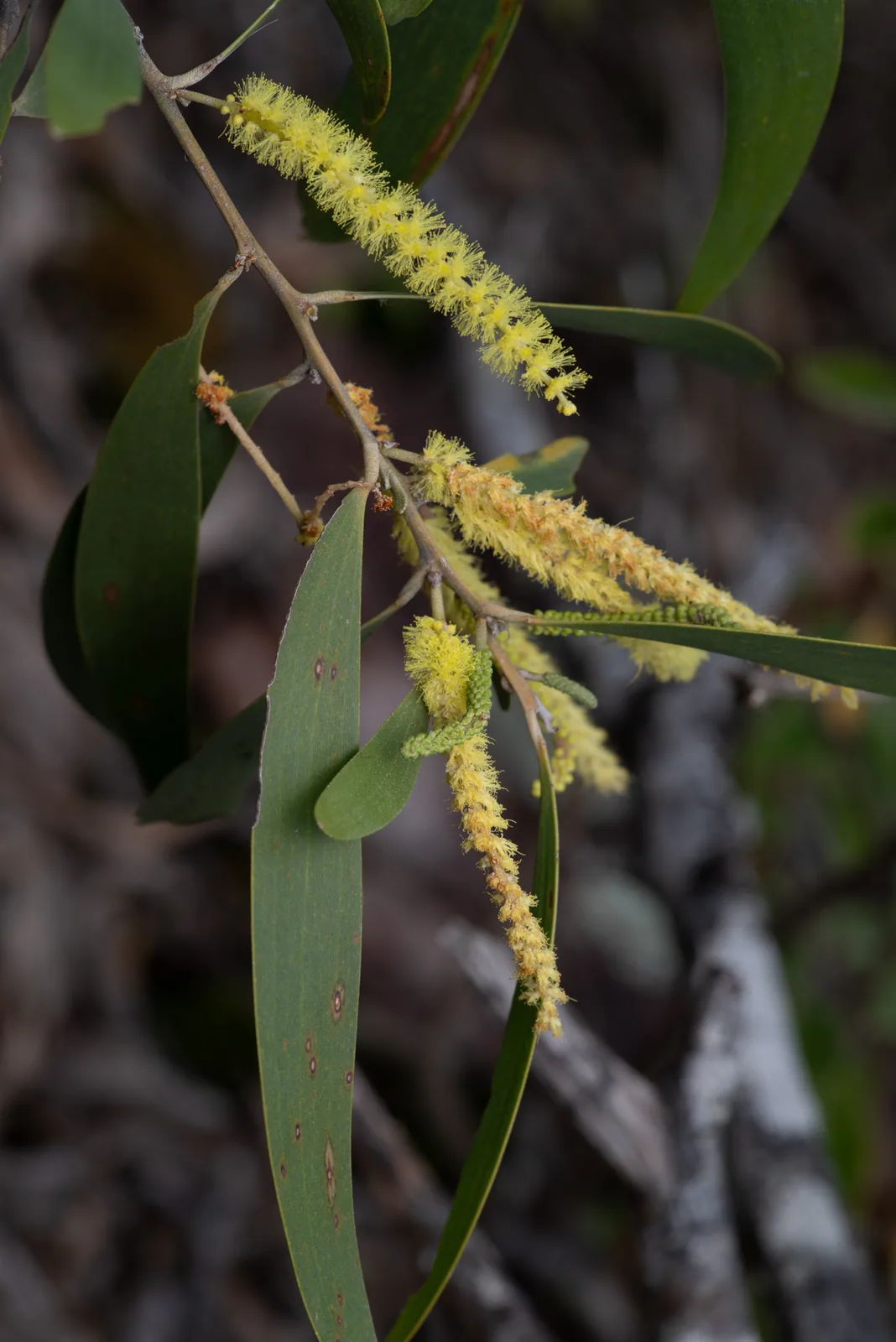 Southern Salwood — golden wattle spikes among long green leaves