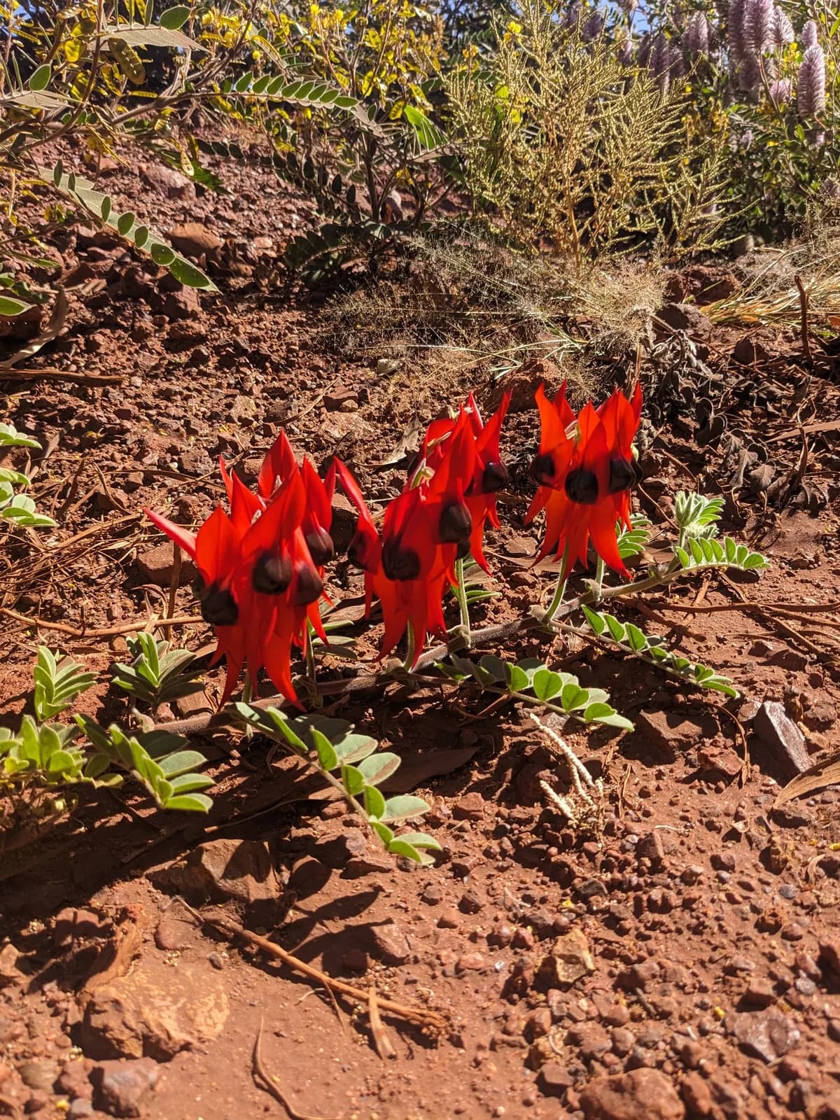 Sturt's Desert Pea view 2