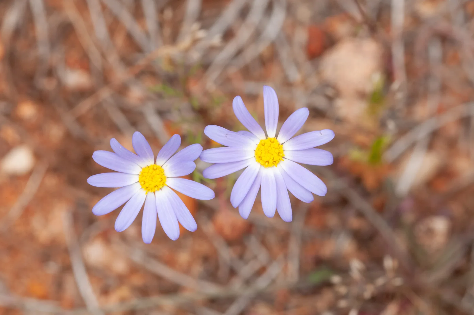 Swan River Daisy view 2
