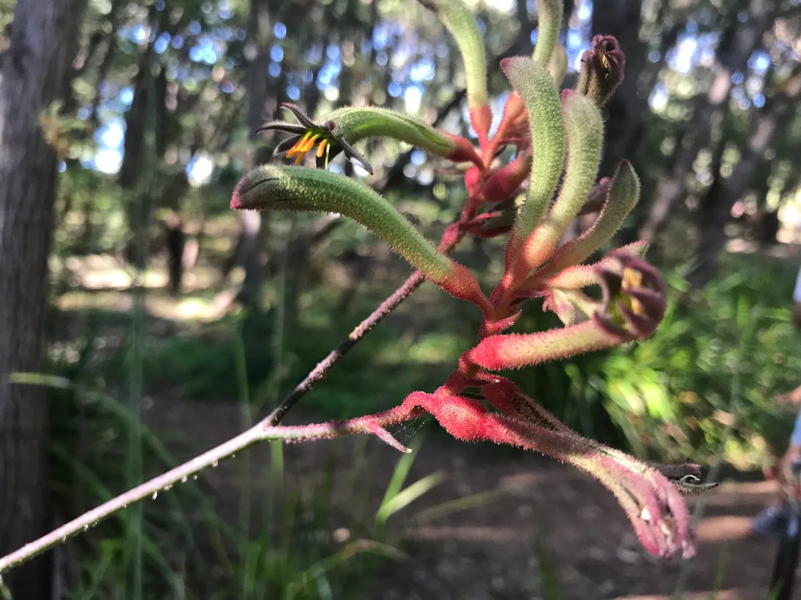 Tall Kangaroo Paw view 2