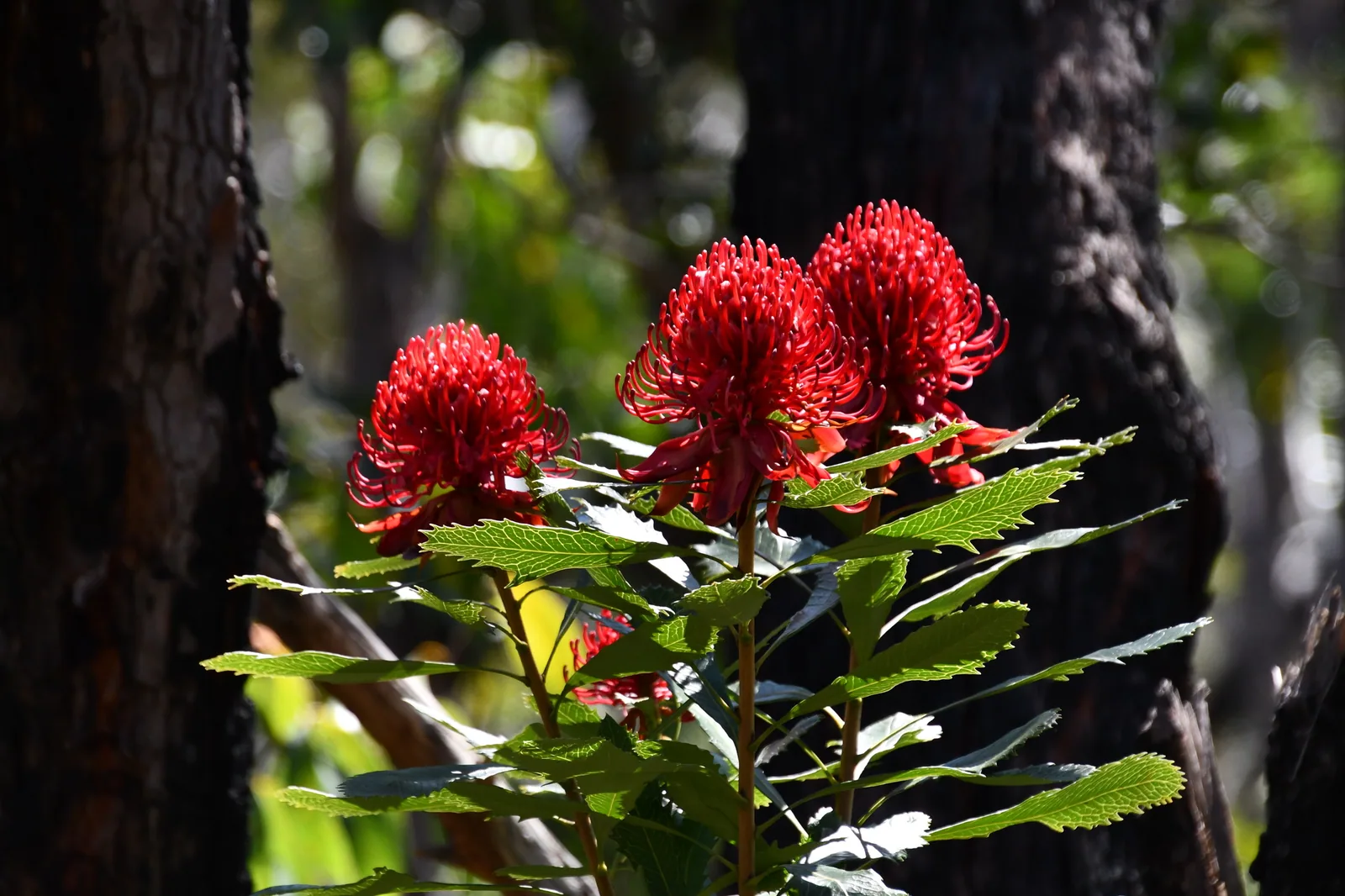 Waratah view 2