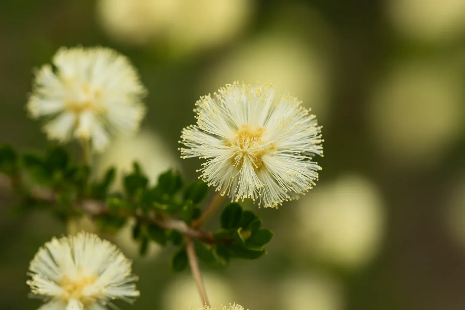 Brown's Wattle view 2