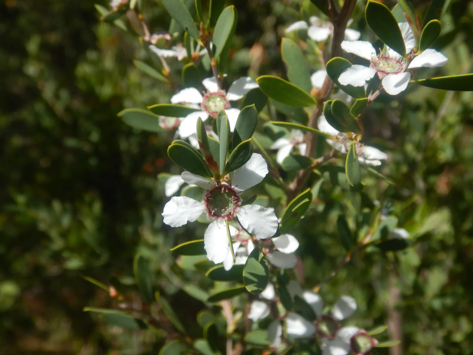 Coastal Tea Tree view 2