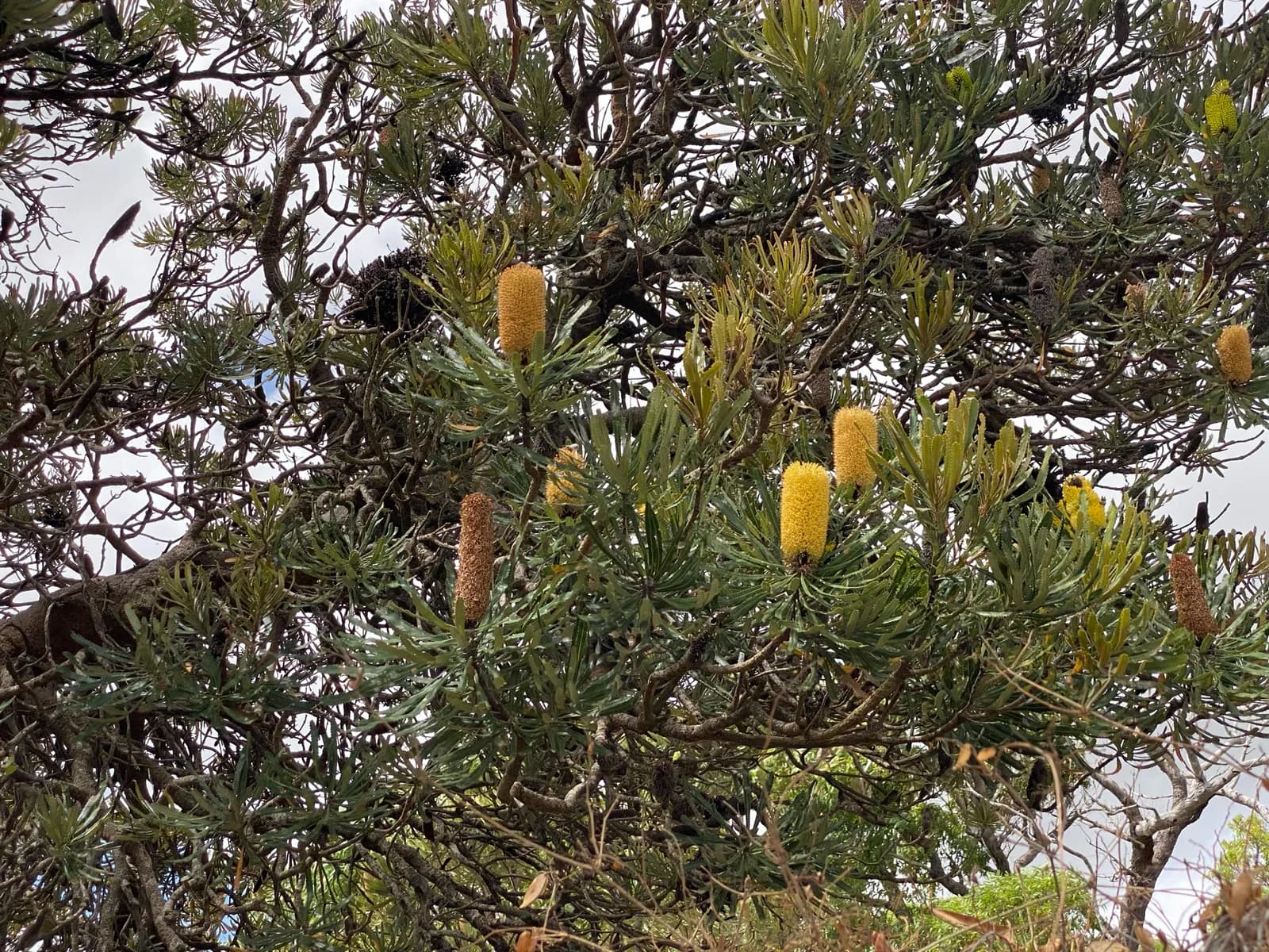 Sand Banksia view 2