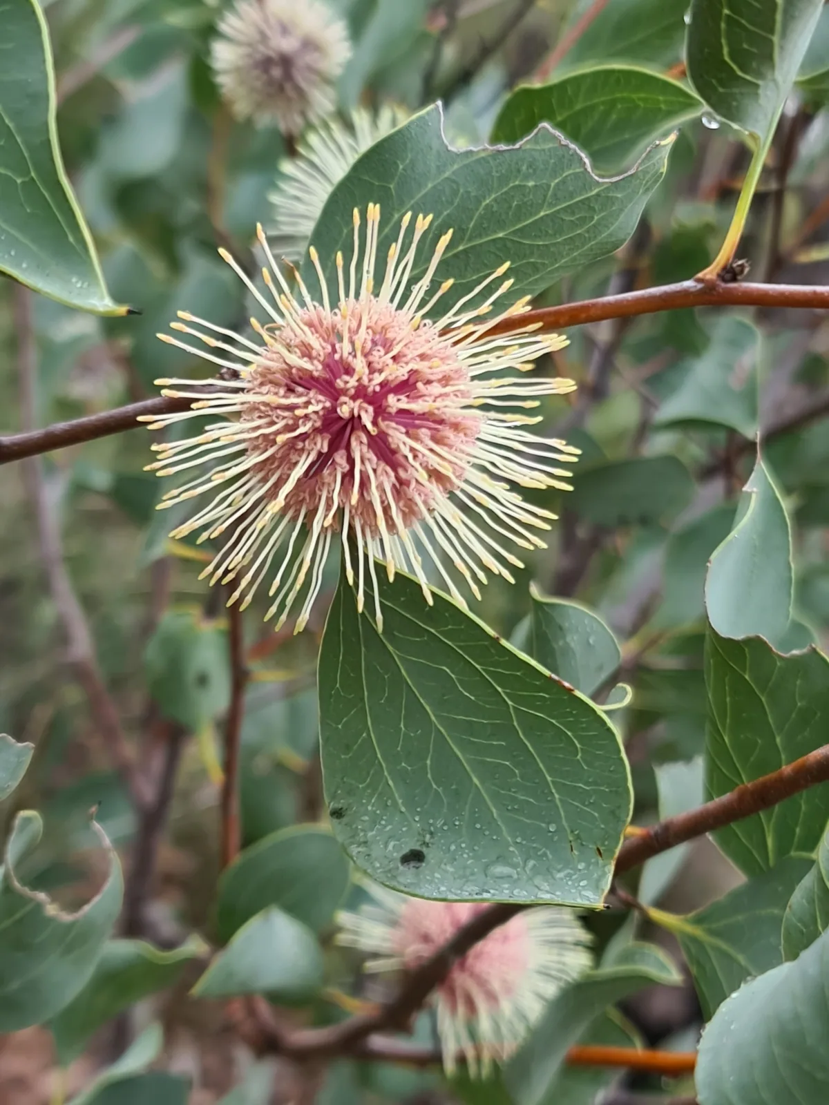 Sea Urchin Hakea view 2