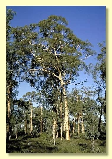 Weeping Paperbark view 3