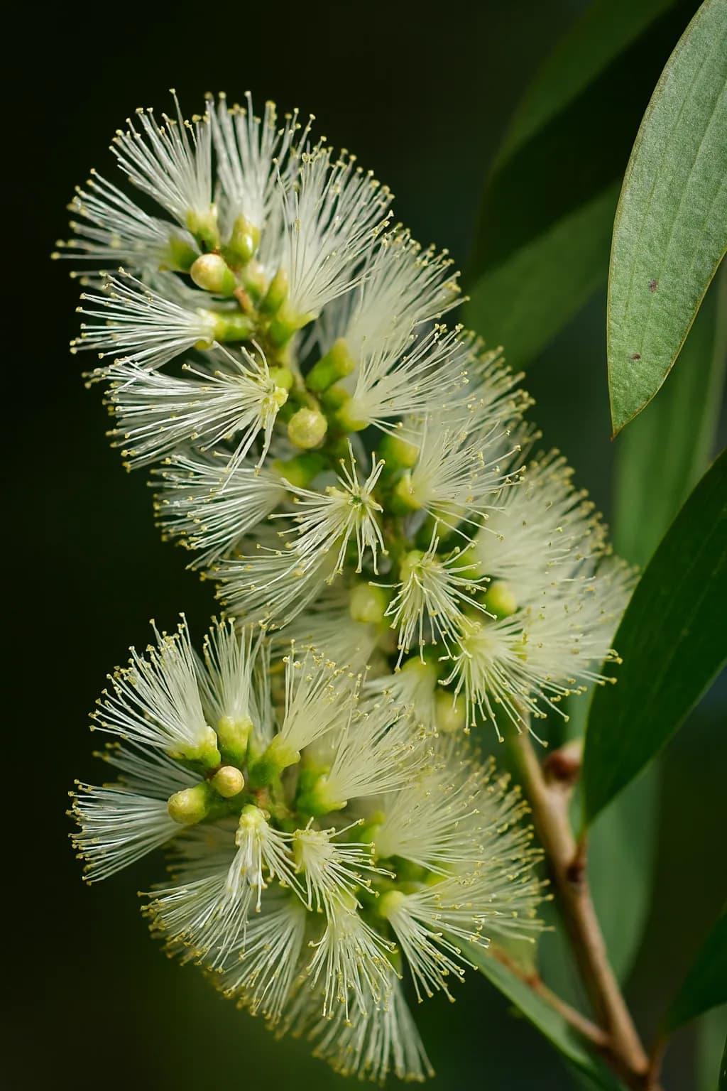 Weeping Paperbark view 2