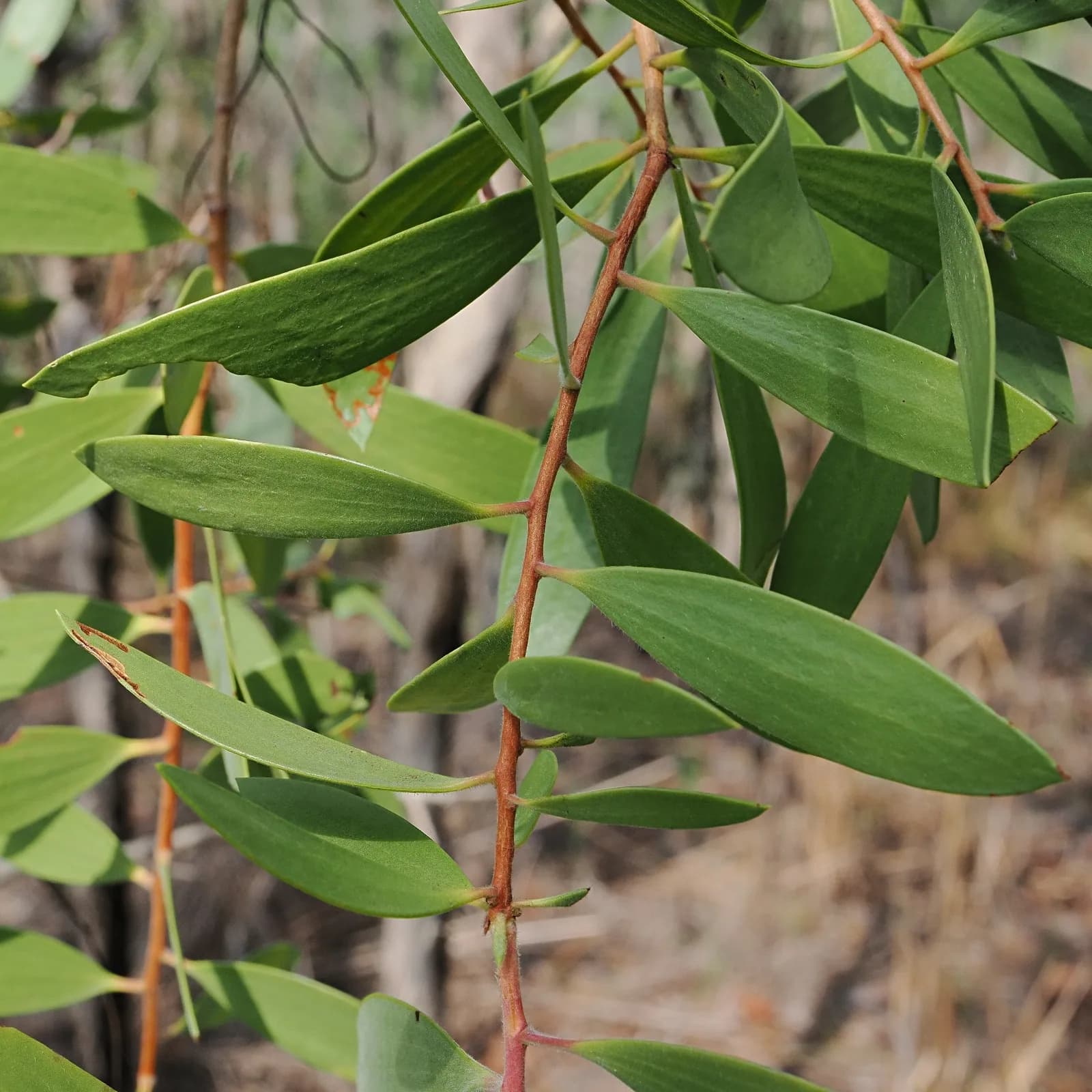 Weeping Paperbark view 2